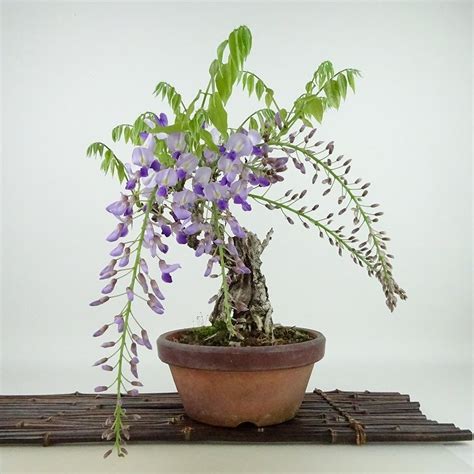 藤科植物|フジ Wisteria floribunda マメ科 Fabaceae フジ属 三河。